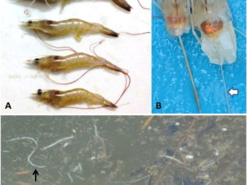 HIỂU VỀ BỆNH EHP ĐỂ PHÒNG TRÁNH ĐÚNG CÁCH