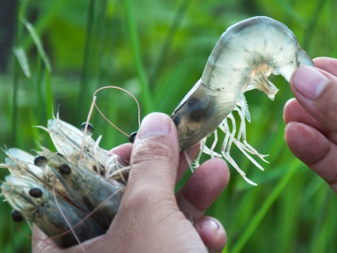 BỆNH ĐƯỜNG RUỘT (PHÂN TRẮNG) VÀ CÁCH PHÒNG TRỊ