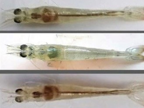 BÊNH GAN TUỴ TRÊN TÔM THẺ VÀ CÁCH PHÒNG TRỊ