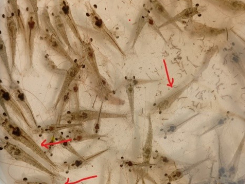 GIẢI PHÁP NÀO ĐỐI PHÓ VỚI DỊCH BỆNH TPD HIỆN NAY