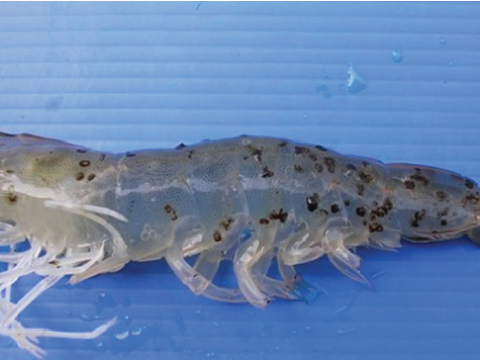 BỆNH ĐỐM ĐEN VÀ CÁCH PHÒNG TRỊ