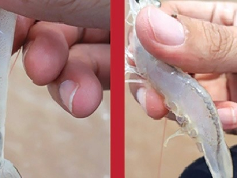 BỆNH KÍ SINH TRÙNG VÀ CÁCH PHÒNG TRỊ