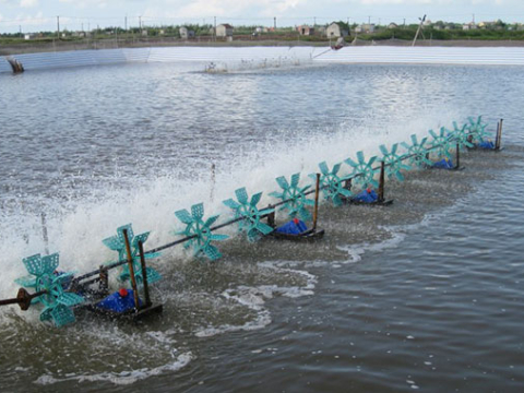 QUY TRÌNH NUÔI TÔM CƠ BẢN