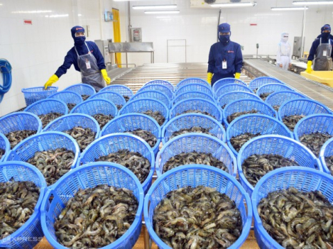 DẤU HIỆU TÍCH CỰC CHO XUẤT KHẨU TÔM VIỆT NAM NĂM 2024